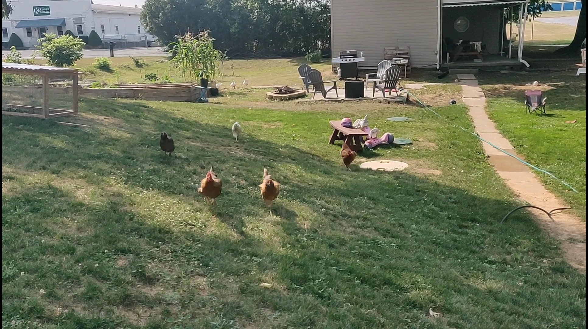 My Chickens Come When I Whistle Little Hare Homestead my-chickens-come-when-i-whistle-little-hare-homestead
